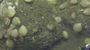 Media type: image;   Invertebrate Zoology 153153 Description: live specimen;